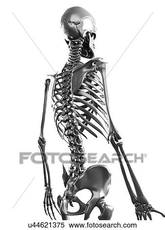 Stock Illustration - Human skeleton, artwork. Fotosearch