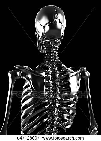 Human skeleton, artwork View Large Illustration Stock Illustration - Human skeleton, artwork. Fotosearch