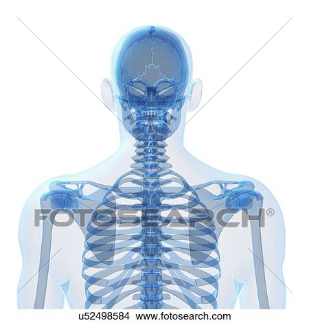 Stock Illustration - Human skeleton, artwork. Fotosearch