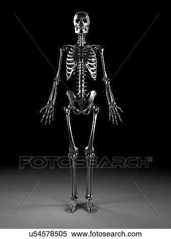 Stock Illustration - Human skeleton, artwork. Fotosearch