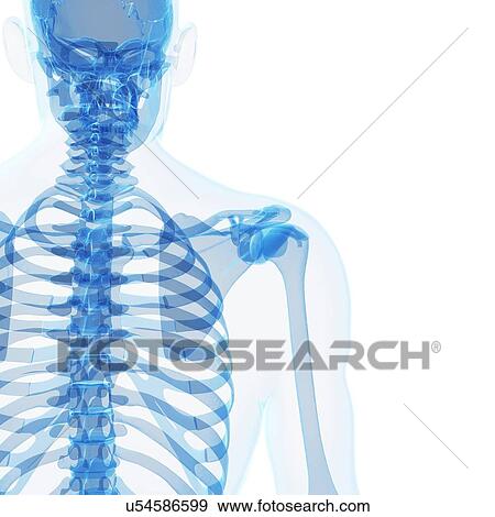 Human skeleton, artwork View Large Illustration Stock Illustration - Human skeleton, artwork. Fotosearch