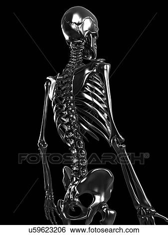 Human skeleton, artwork View Large Illustration Stock Illustration - Human skeleton, artwork. Fotosearch