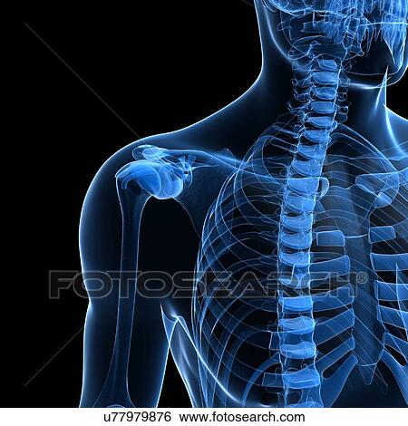 Human skeleton, artwork View Large Illustration Stock Illustration - Human skeleton, artwork. Fotosearch