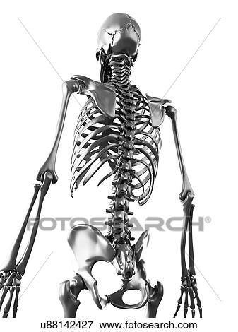Stock Illustration - Human skeleton, artwork. Fotosearch
