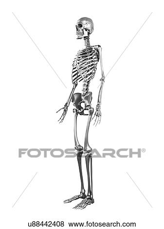Stock Illustration - Human skeleton, artwork. Fotosearch