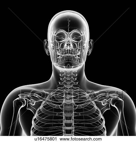 Clip Art - Human skull and neck bones, artwork. Fotosearch