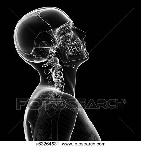 Human skull and neck bones, artwork View Large Illustration Clip Art - Human skull and neck bones, artwork. Fotosearch