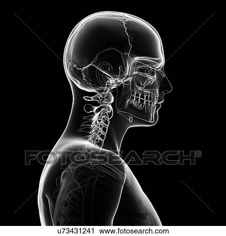 Clip Art - Human skull and neck bones, artwork. Fotosearch