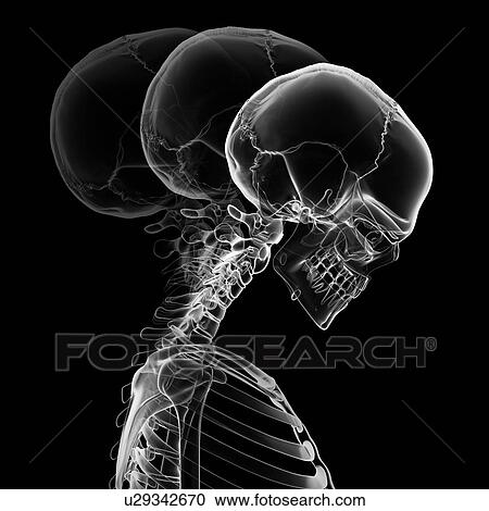 Clipart - Human skull and neck bones, artwork. Fotosearch