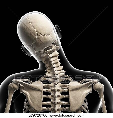 Human skull and neck bones, artwork View Large Illustration Clipart - Human skull and neck bones, artwork. Fotosearch