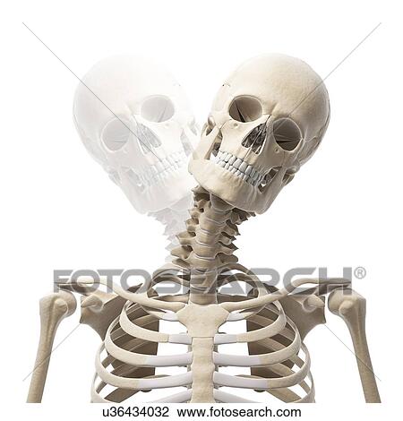 Drawing - Human skull and neck bones, artwork. Fotosearch