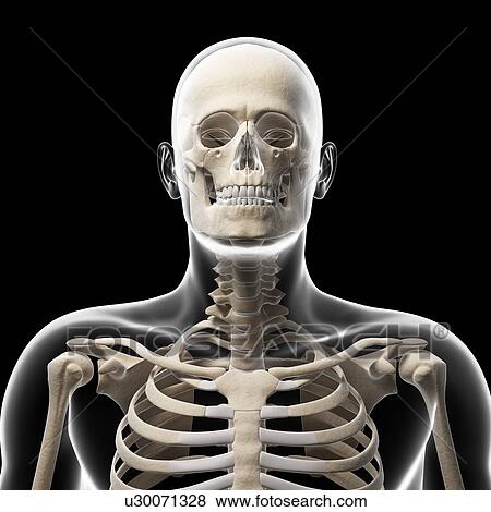 Stock Illustration - Human skull and neck bones, artwork. Fotosearch