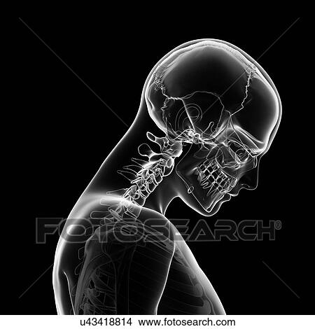 Stock Illustration - Human skull and neck bones, artwork. Fotosearch