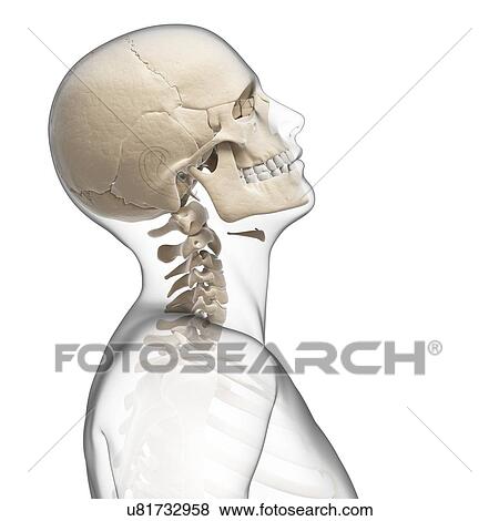 Human skull and neck bones, artwork View Large Illustration Stock Illustration - Human skull and neck bones, artwork. Fotosearch