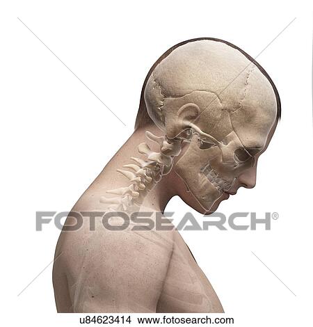 Human skull and neck bones, artwork View Large Illustration Stock Illustration - Human skull and neck bones, artwork. Fotosearch