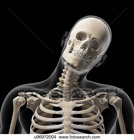 Stock Illustration - Human skull and neck bones, artwork. Fotosearch