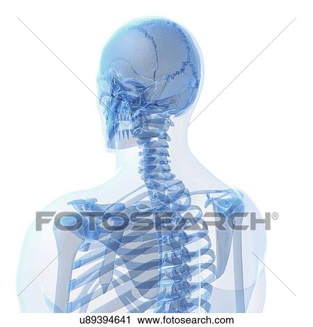Clip Art - Human skull, artwork. Fotosearch