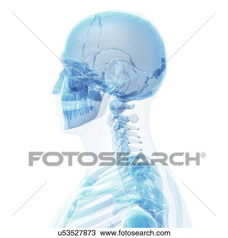 Human skull, artwork View Large Illustration Drawing - Human skull, artwork. Fotosearch