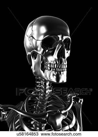 Human skull, artwork View Large Illustration Drawing - Human skull, artwork. Fotosearch