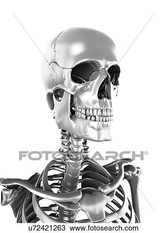 Drawing - Human skull, artwork. Fotosearch