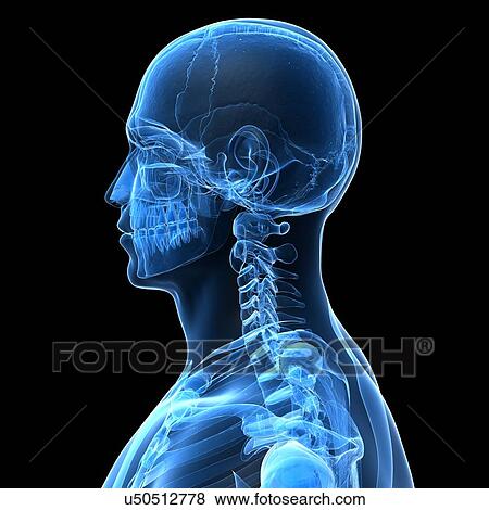 Human skull, artwork View Large Illustration Stock Illustration - Human skull, artwork. Fotosearch