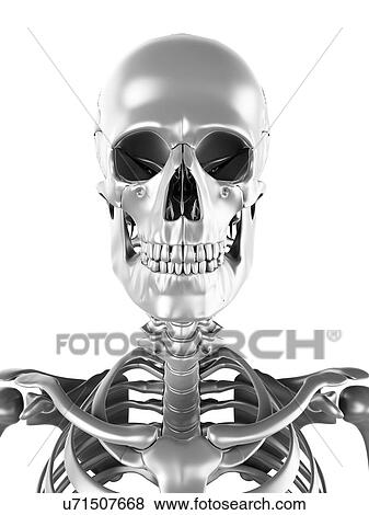 Human skull, artwork View Large Illustration Stock Illustration - Human skull, artwork. Fotosearch