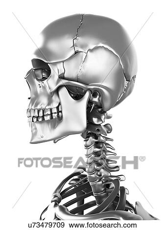 Human skull, artwork View Large Illustration Stock Illustration - Human skull, artwork. Fotosearch