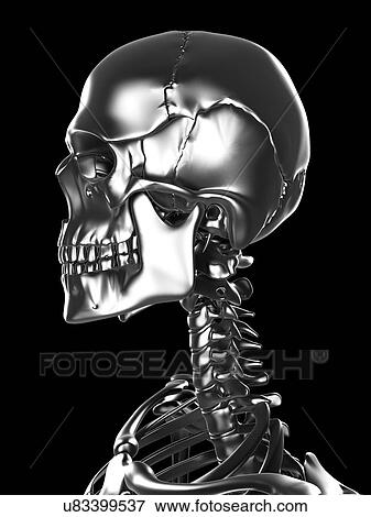 Human skull, artwork View Large Illustration Stock Illustration - Human skull, artwork. Fotosearch