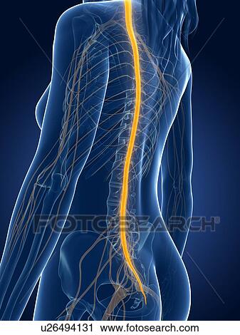 Clip Art - Human spinal cord, artwork. Fotosearch