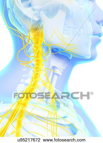 Drawing - Human spinal cord, artwork. Fotosearch