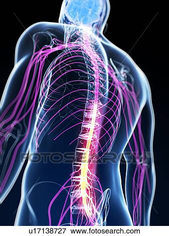 Stock Illustration - Human spinal cord, artwork. Fotosearch