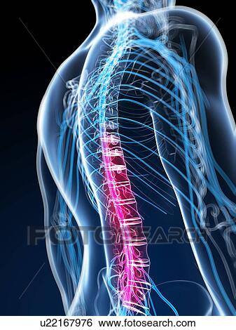 Stock Illustration - Human spinal cord, artwork. Fotosearch
