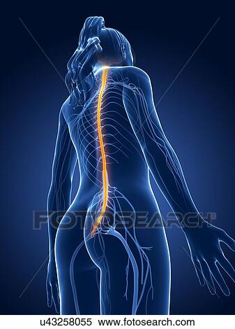 Human spinal cord, artwork View Large Illustration Stock Illustration - Human spinal cord, artwork. Fotosearch