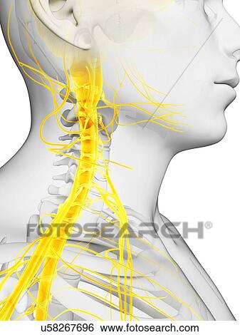 Stock Illustration - Human spinal cord, artwork. Fotosearch