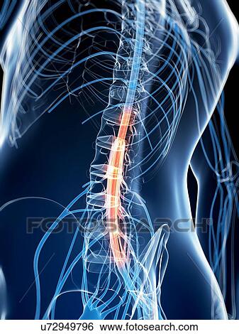 Stock Illustration - Human spinal cord, artwork. Fotosearch