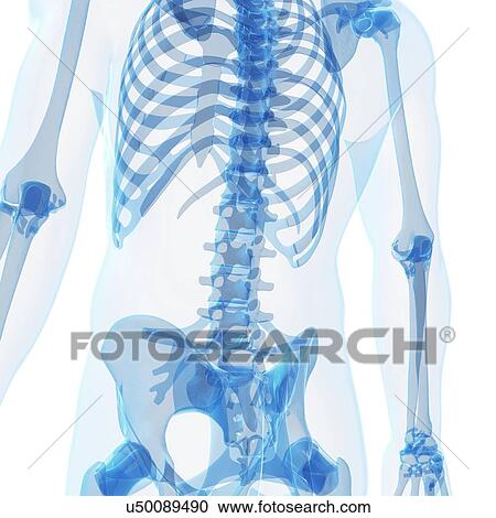 Clipart - Human spine, artwork. Fotosearch