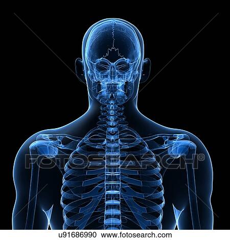 Human spine, artwork View Large Illustration Clipart - Human spine, artwork. Fotosearch