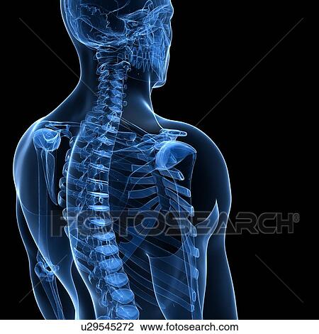 Human spine, artwork View Large Illustration Drawing - Human spine, artwork. Fotosearch