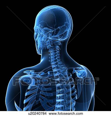 Stock Illustration - Human spine, artwork. Fotosearch