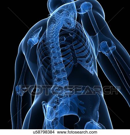 Stock Illustration - Human spine, artwork. Fotosearch