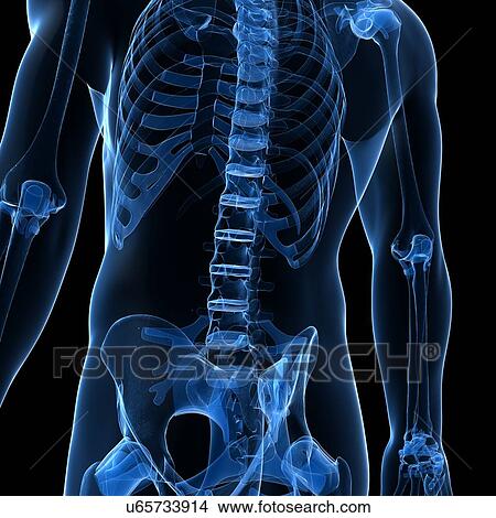 Stock Illustration - Human spine, artwork. Fotosearch