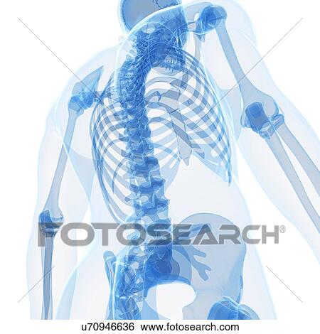 Stock Illustration - Human spine, artwork. Fotosearch