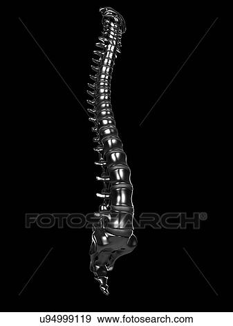 Human spine, artwork View Large Illustration Stock Illustration - Human spine, artwork. Fotosearch