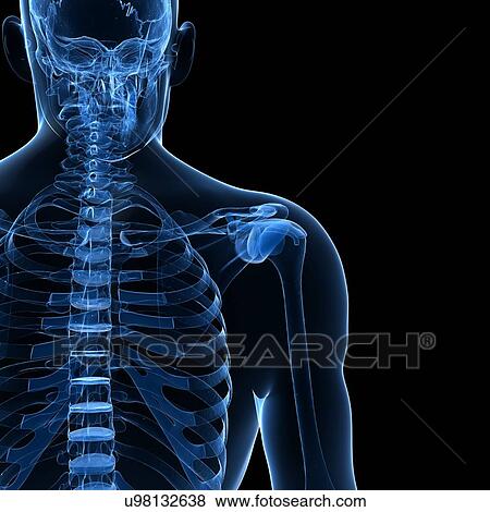 Human spine, artwork View Large Illustration Stock Illustration - Human spine, artwork. Fotosearch