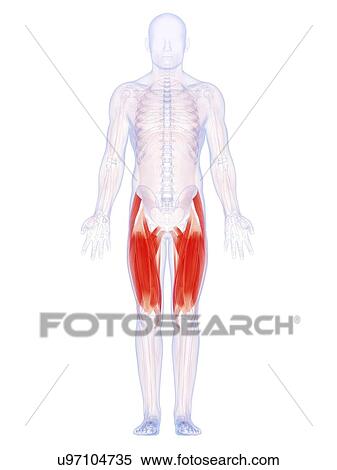 Human thigh muscles, artwork View Large Illustration Stock Illustration - Human thigh muscles, artwork. Fotosearch