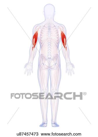 Drawing - Human upper arm muscles, artwork. Fotosearch