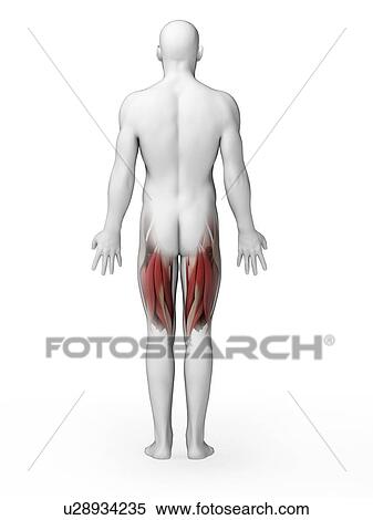Human upper leg muscles, artwork View Large Illustration Stock Illustration - Human upper leg muscles, artwork. Fotosearch