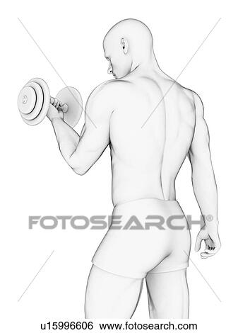 Human using hand weight, artwork View Large Illustration Stock Illustration - Human using hand weight, artwork. Fotosearch