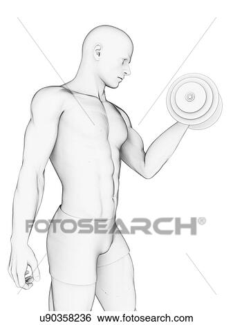 Human using hand weight, artwork View Large Illustration Stock Illustration - Human using hand weight, artwork. Fotosearch