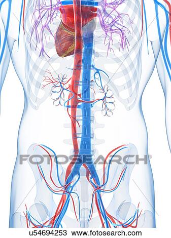 Drawing - Human vascular system, artwork. Fotosearch